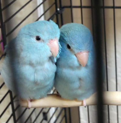 http://Pacific-Parrotlet-crsl