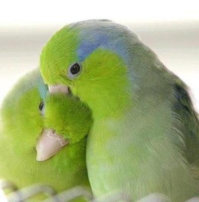 http://Pacific-Parrotlet-crs2