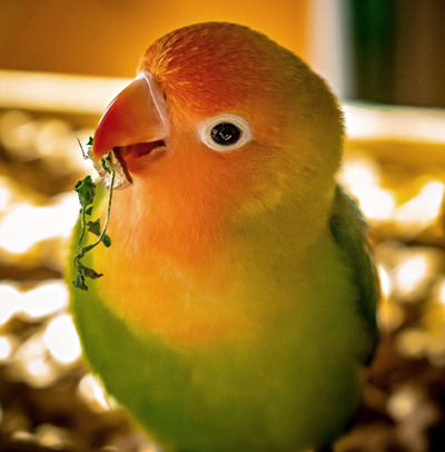 http://African-Lovebird-crsl