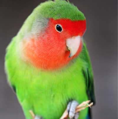 http://Peachface%20Lovebird