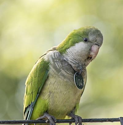 http://Quaker%20Parrot