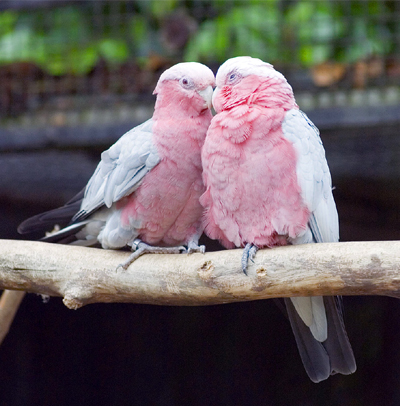 http://Rose-Breasted-Cockatoo