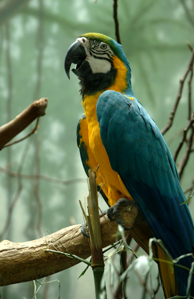 About Macaw