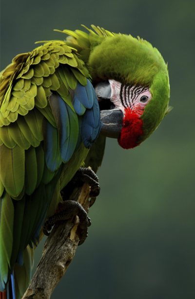 About Macaw