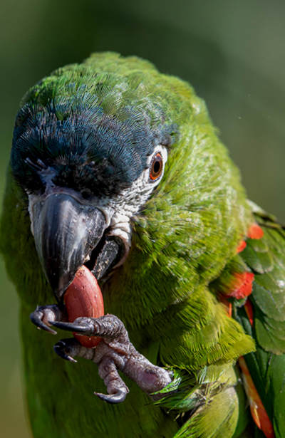 About Macaw