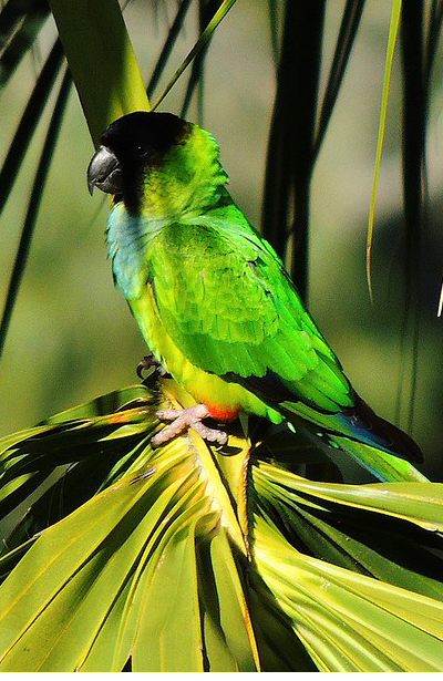 About Conure