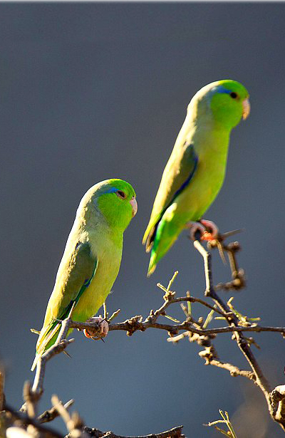 About Parrotlet