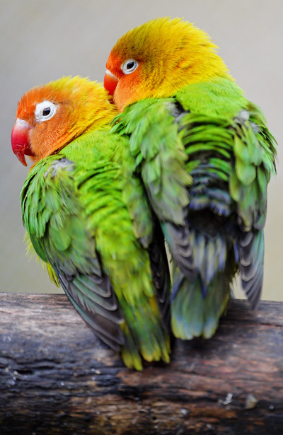 About Lovebird