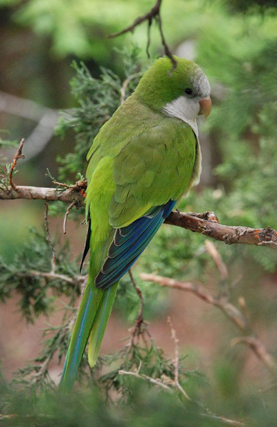 About Parakeet