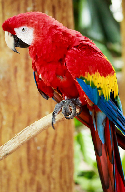 About Macaw