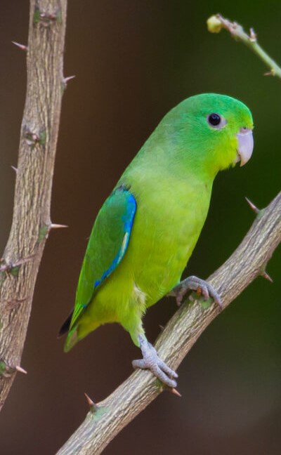 About Parrot