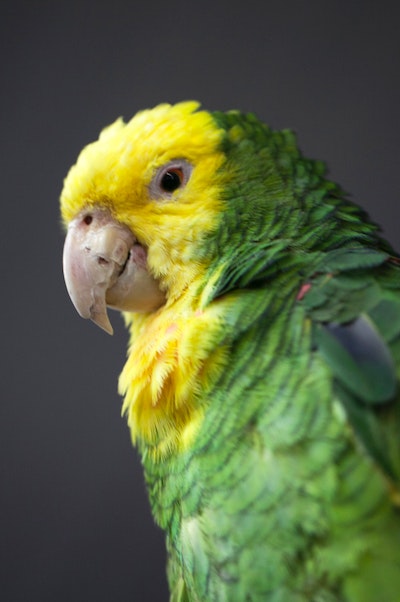 About Parrot