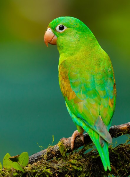 About Parrot