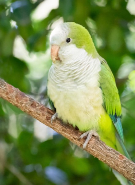 About Parrot