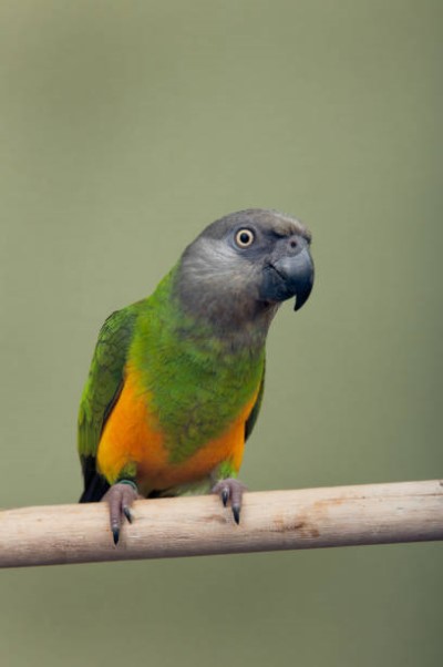 About Parrot